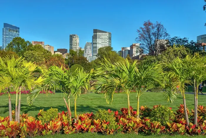 Framed Print : Massachusetts, Boston, skyline seen from Public Garden Framed Print : Massachusetts, Boston, skyline seen from Public Garden