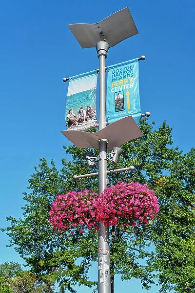 Massachusetts, Boston, street lamp with flowers hanging along the Harborwalk near the wharf