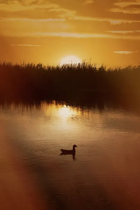 Framed Print : Moorhen at sunset Framed Print : Moorhen at sunset