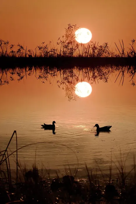 Framed Print : Two Moorhens at sunset Framed Print : Two Moorhens at sunset