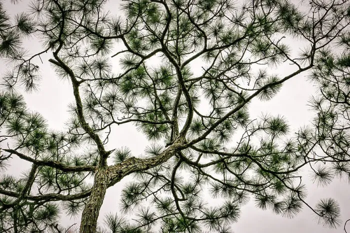 Framed Print : Morikami Museum and Japanese Gardens, tree