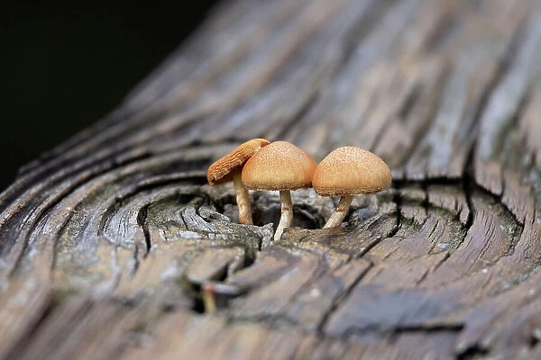 Mushrooms growing out of a hole in a wooden slab