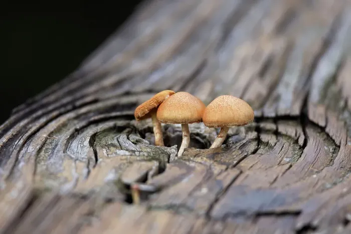 Framed Print : Mushrooms growing out of a hole in a wooden slab Framed Print : Mushrooms growing out of a hole in a wooden slab