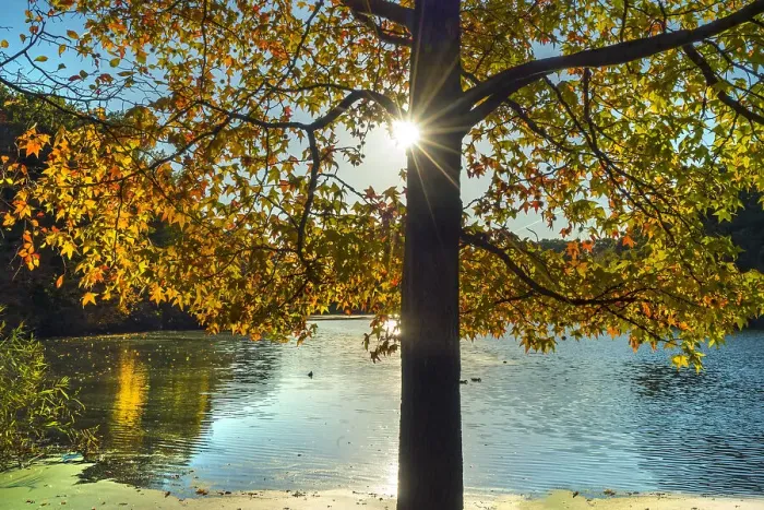 Framed Print : Nature view of beautiful lake and autumn tree Framed Print : Nature view of beautiful lake and autumn tree