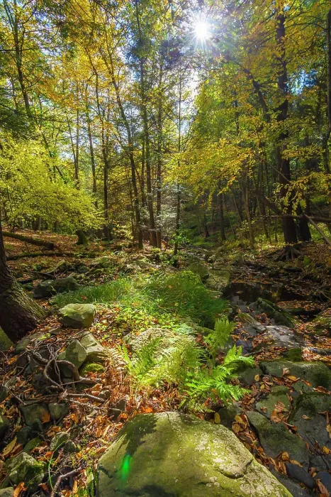 Framed Print : New York, autumn colors and small stream, Sparrow Bush
