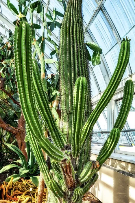 Framed Print : New York, Bronx, NY Botanical Garden, Enid A. Haupt Conservatory, Deserts of the Americas Gallery Framed Print : New York, Bronx, NY Botanical Garden, Enid A. Haupt Conservatory, Deserts of the Americas Gallery