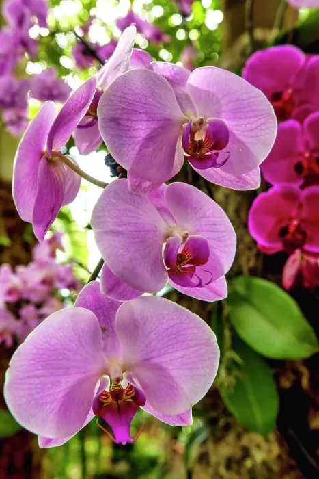 Framed Print : New York City, Bronx, New York Botanical Garden, The Orchid Show, Jeff Leatham's Kaleidoscope Framed Print : New York City, Bronx, New York Botanical Garden, The Orchid Show, Jeff Leatham's Kaleidoscope