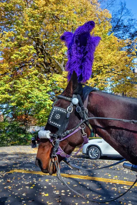 Framed Print : New York City, Central Park Horse drawn carriage, close up of horse Framed Print : New York City, Central Park Horse drawn carriage, close up of horse