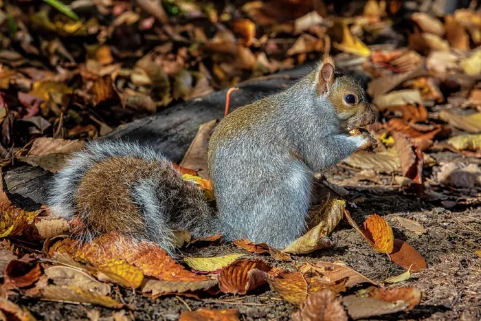 Framed Print : New York City, Central Park, Squirrel Framed Print : New York City, Central Park, Squirrel