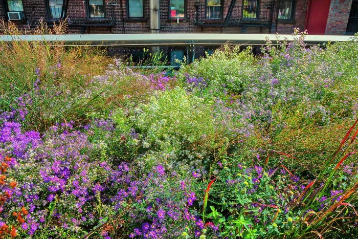 Framed Print : New York City, Manhattan, High Line Elevated Park plantings Framed Print : New York City, Manhattan, High Line Elevated Park plantings