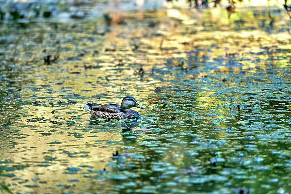 New York, Long Island, Albertson, Botanic Garden, duck in pond
