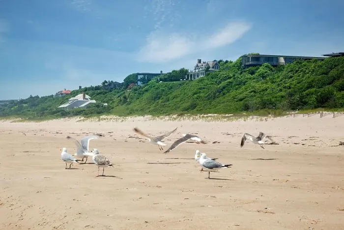 Framed Print : New York, Long Island, Montauk, beach, seagulls Framed Print : New York, Long Island, Montauk, beach, seagulls