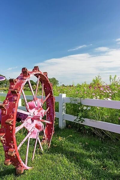 New York, Long Island, North fork, close up of pink tractor wheel