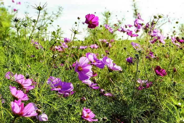 Framed Print : New York, Long Island, wildflowers Framed Print : New York, Long Island, wildflowers