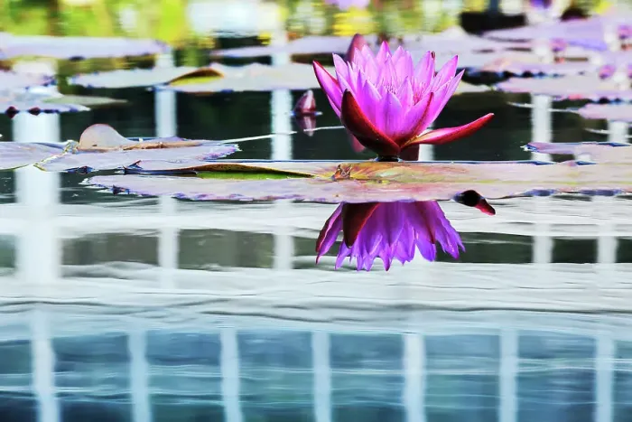 Framed Print : New York, New York City, Bronx, New York Botanical Gardens, lotus flower in reflecting pool Framed Print : New York, New York City, Bronx, New York Botanical Gardens, lotus flower in reflecting pool
