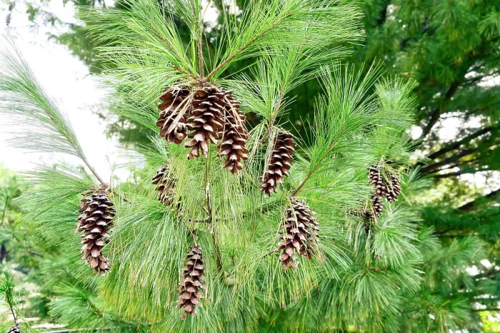 Framed Print : New York, Roslyn Harbor, Cedarmere-Clayton Estates, Tree with pine cones Framed Print : New York, Roslyn Harbor, Cedarmere-Clayton Estates, Tree with pine cones