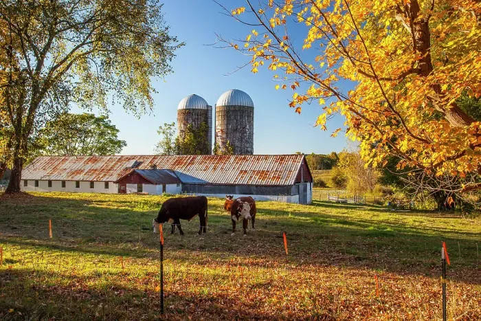 Framed Print : New York State farm in Beekman, cows with barn and silos