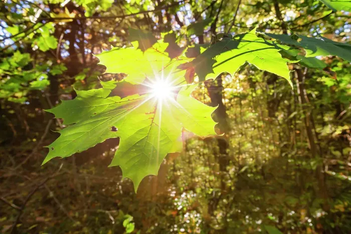 Framed Print : New York, Sunlight through leaf Framed Print : New York, Sunlight through leaf