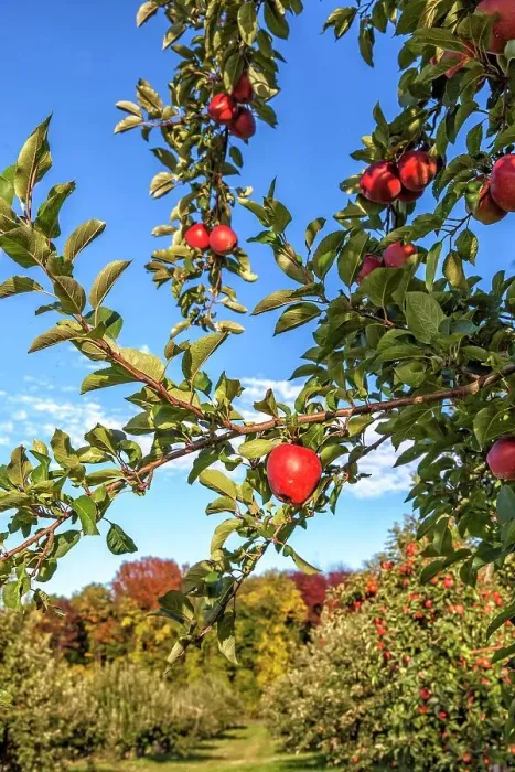 Framed Print : New York, Warwick, Farm, Apple orchard Framed Print : New York, Warwick, Farm, Apple orchard