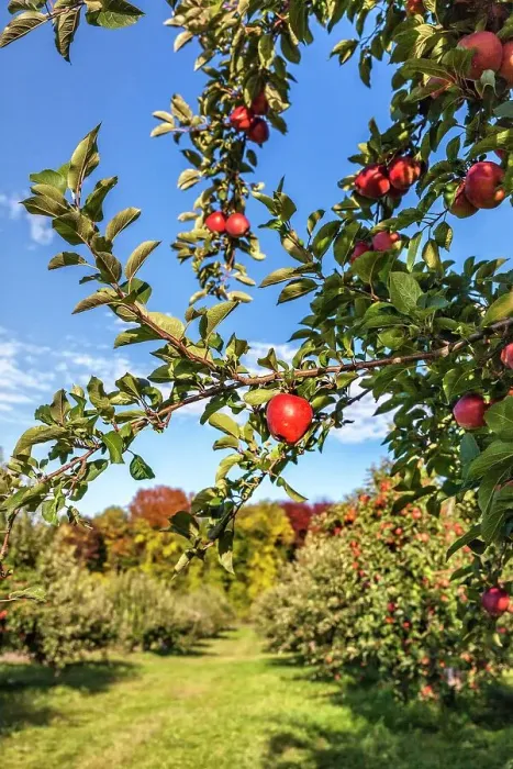 Framed Print : New York, Warwick, Farm, Apple orchard Framed Print : New York, Warwick, Farm, Apple orchard