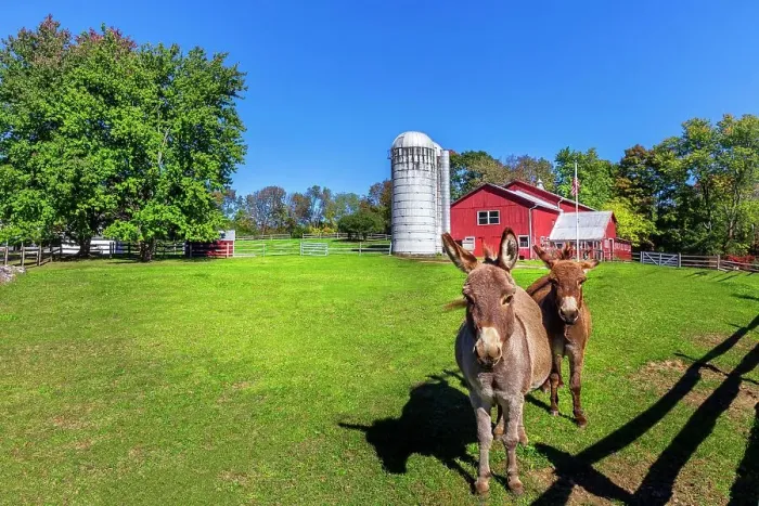 Framed Print : New York, Warwick, Traditional farm with Pony donkeys Framed Print : New York, Warwick, Traditional farm with Pony donkeys