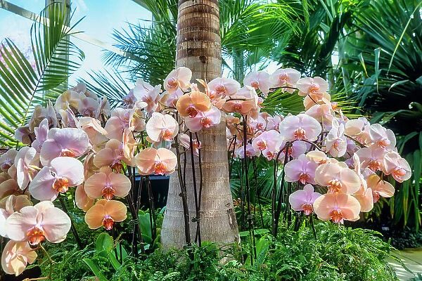 NY, Bronx, New York Botanical Garden, The Orchid Show, Jeff Leatham's Kaleidoscope