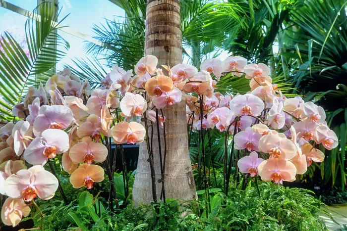 Framed Print : NY, Bronx, New York Botanical Garden, The Orchid Show, Jeff Leatham's Kaleidoscope Framed Print : NY, Bronx, New York Botanical Garden, The Orchid Show, Jeff Leatham's Kaleidoscope