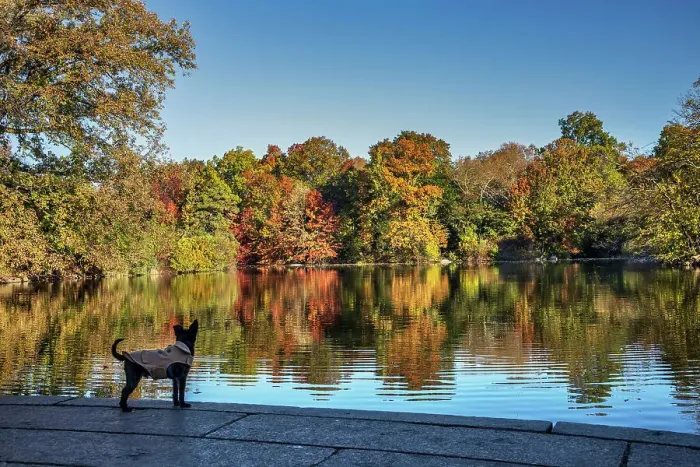 Framed Print : NY, NYC, Central Park, Dog by the lake Framed Print : NY, NYC, Central Park, Dog by the lake