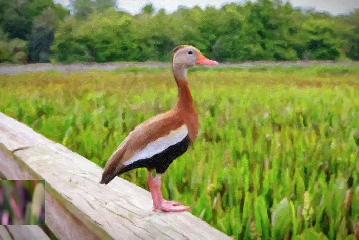 Framed Print : Oil painting of Black-Bellied Whistling-Duck Framed Print : Oil painting of Black-Bellied Whistling-Duck