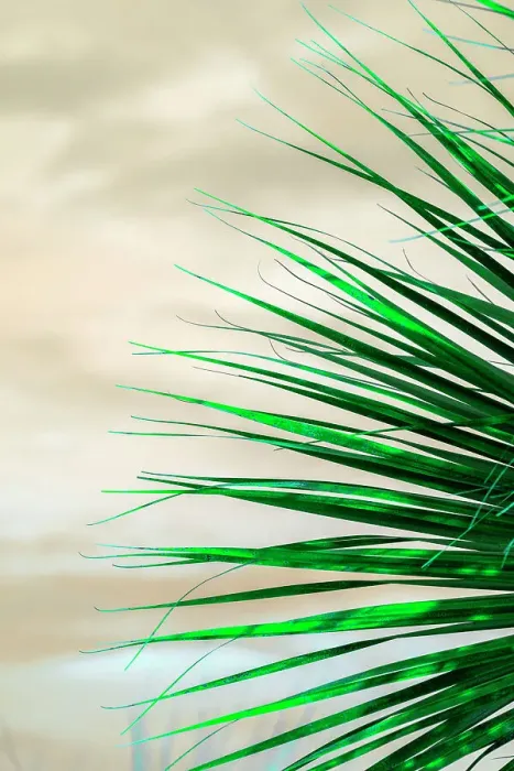 Framed Print : Detail of palm fronds
