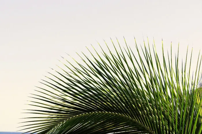 Framed Print : Detail of palm fronds Framed Print : Detail of palm fronds