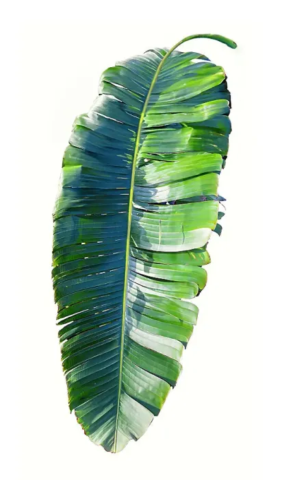 Framed Print : Palm leaf Framed Print : Palm leaf
