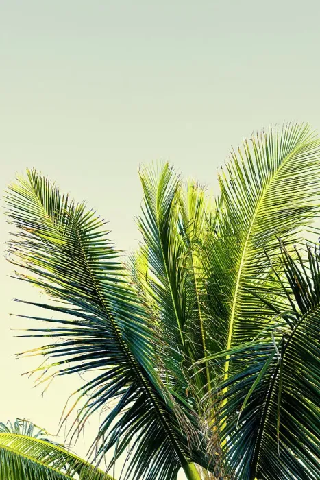 Framed Print : Detail of palm tree Framed Print : Detail of palm tree