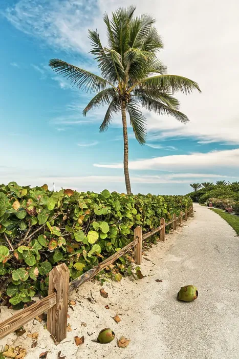 Framed Print : Palm tree at the beach with walkway