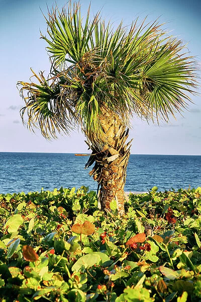Palm tree the ocean