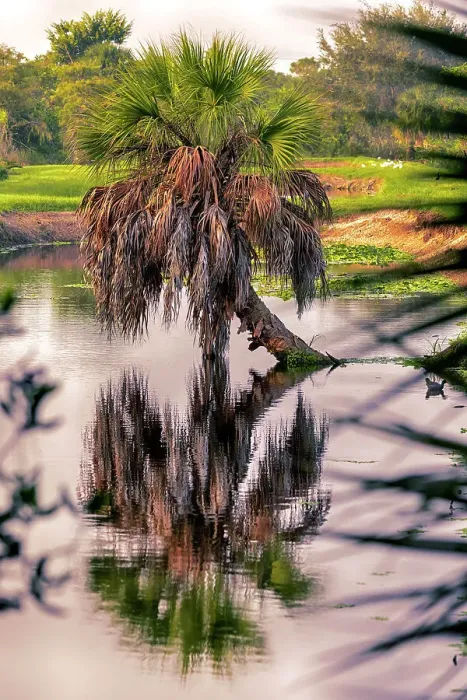 Framed Print : Palm tree in water