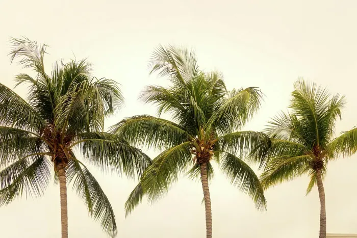 Framed Print : Palm Trees Framed Print : Palm Trees