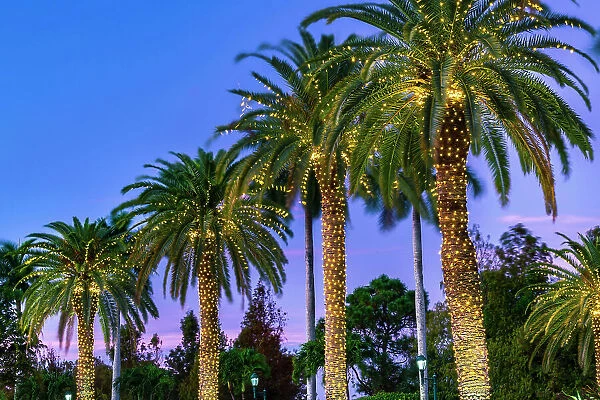 Palm trees decorated with lights at night
