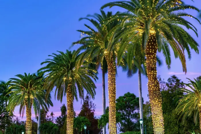 Framed Print : Palm trees decorated with lights at night Framed Print : Palm trees decorated with lights at night