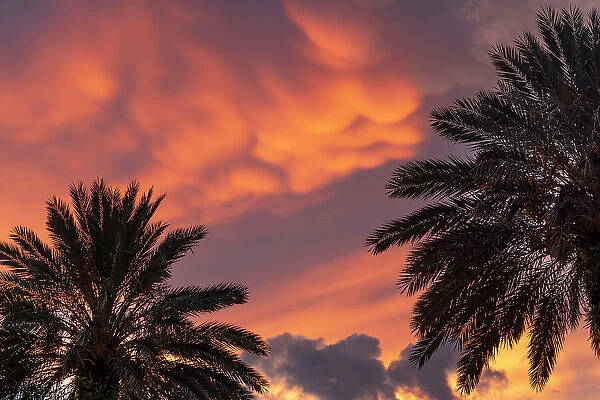 Palm trees with dramatic sky