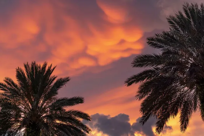 Framed Print : Palm trees with dramatic sky