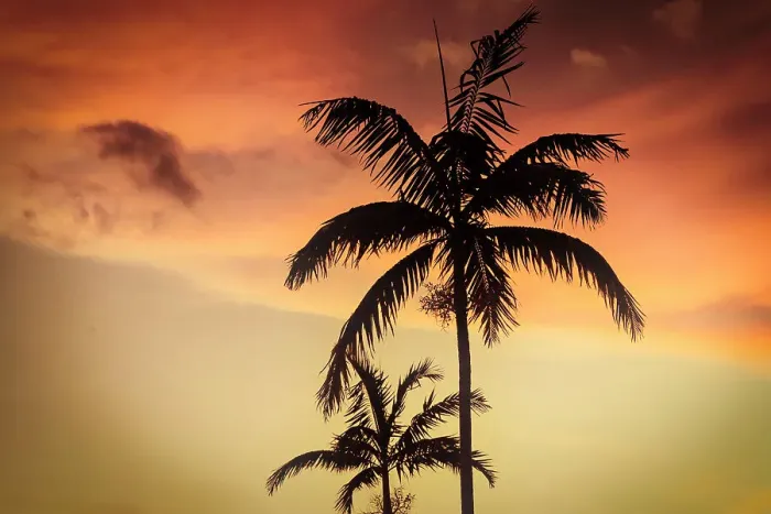 Framed Print : Palm trees with dramatic sky