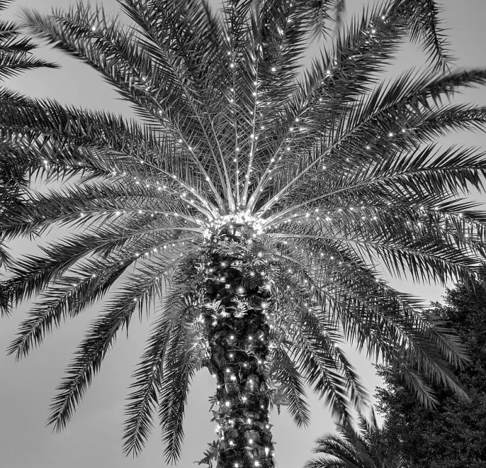 Framed Print : Palm trees with lights at night