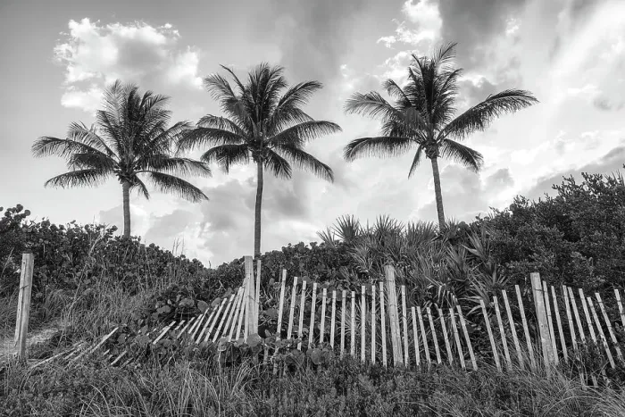 Framed Print : Palm trees with wooden picket fence at sunset Framed Print : Palm trees with wooden picket fence at sunset