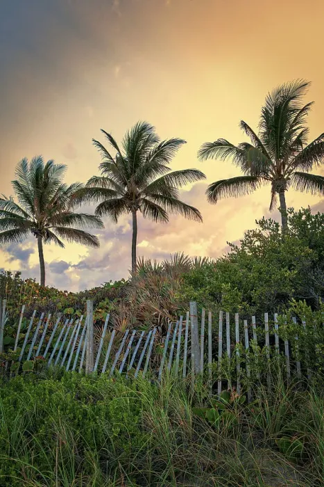 Framed Print : Palm trees with wooden picket fence at sunset Framed Print : Palm trees with wooden picket fence at sunset