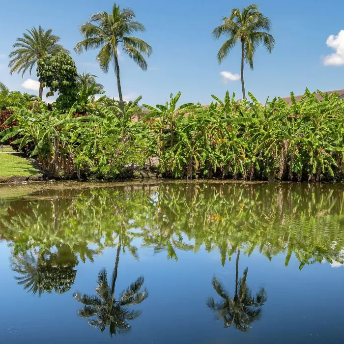 Framed Print : Palms reflecting over lake Framed Print : Palms reflecting over lake