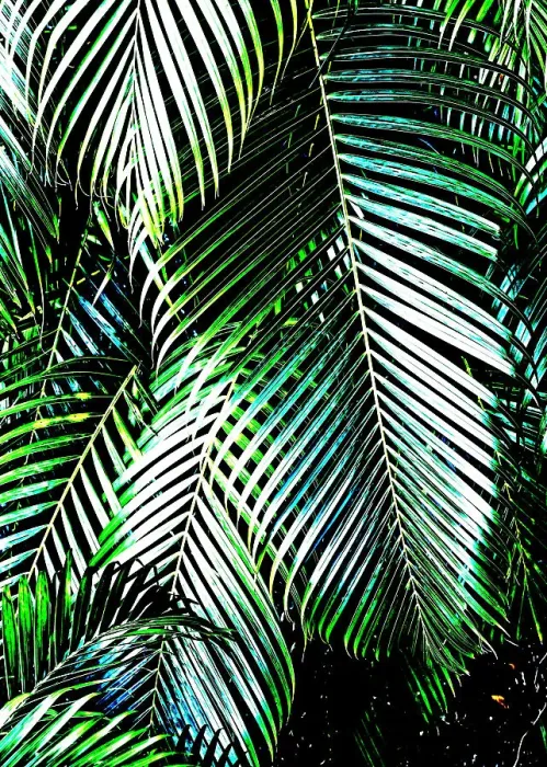 Framed Print : Paradise palms