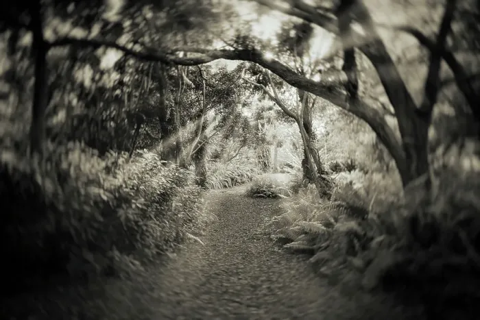 Framed Print : Pathway in forest with trees Framed Print : Pathway in forest with trees