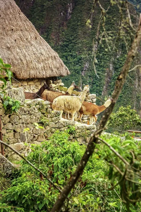 Framed Print : Peru, Machu Picchu ruins, detail of reconstructed hut and alpacas Framed Print : Peru, Machu Picchu ruins, detail of reconstructed hut and alpacas