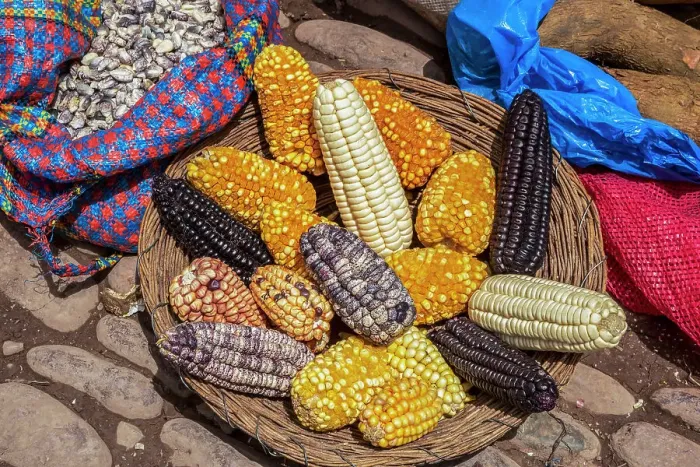 Framed Print : Peru, Sacred Valley, Pisac, variety of corn display Framed Print : Peru, Sacred Valley, Pisac, variety of corn display